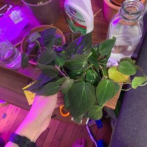 Listing for Jennifer Williams! Philodendron micans